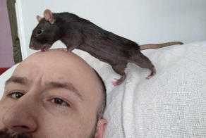 От переносчика чумы до любимого питомца: история одомашнивания крыс