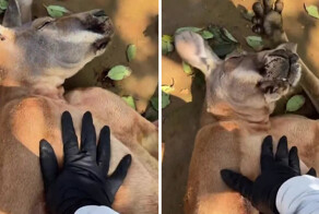 Китаянка пыталась разбудить спящего кенгуру