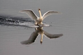 Намешалось