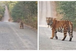 Необычная остановка: тигры на дороге в Приморье
