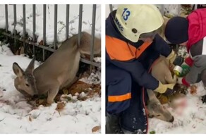 Спасатели пришли на помощь косуле