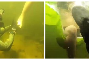 Дайверы подшутили над отдыхающими