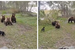 Встреча собаки и медвежьего семейства в лесу