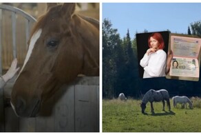 Волонтёрство на ферме в Германии: жильё, питание и опыт ради помощи людям