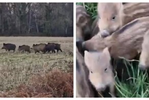 Кабанье семейство на прогулке
