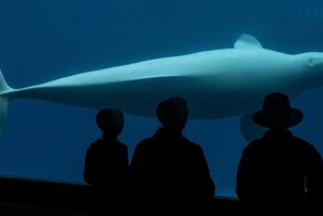 Канадский океанариум грозится усыпить 30 белух из-за отсутствия финансирования