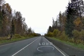 Даже Олени смотрят по сторонам