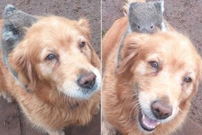 Собака прокатила на спине детёныша коалы, упавшего с дерева