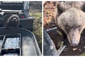 Самый воспитанный медведь  на Камчатке