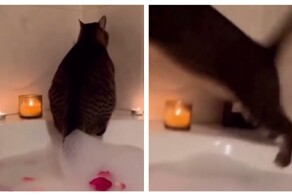 Кот взбодрил хозяйку