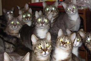 В Госдуме хотят законодательно ограничить число питомцев в квартирах