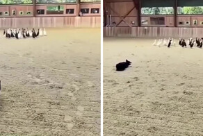 Хозяин собачек поставил  необычную задачу — разделить уток на чёрных и белых