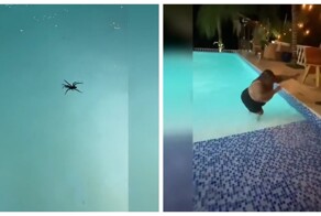 Гигантский паук вызвал панику у отдыхающих