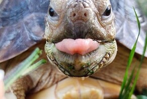 Черепахи vs кошки: новый панцирный хит против госдумских лимитов