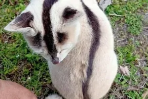 20 котоисторий о том, в каких местах и за какими занятиями пушистые предпочитают проводить осень