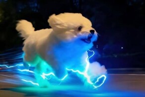 Пёс, будто сошедший с постера к «Мстителям»