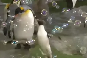 В США заметили самого милого пингвина, который обожает играть с мыльными пузырями