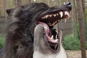 Зачем собаки и волки кусают друг друга за морду?