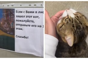 Кот, который гуляет сам по себе, но всегда возвращается домой на лифте