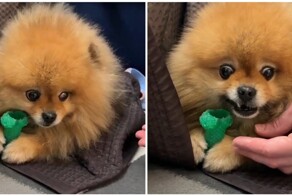 Счётчик Шпицгера