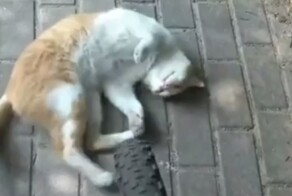 Пушистая автоподставщица