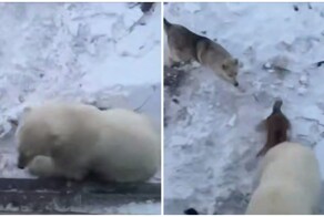 Собаки прогнали белого медведя