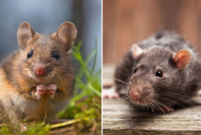 Невидимая война в подвалах: почему в городах почти нет мышей, а крыс полным-полно?