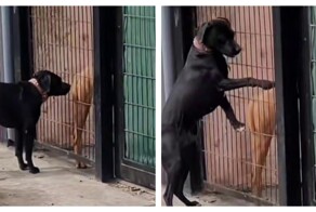 Собачьи отношения на расстоянии