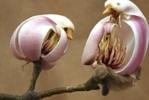 20 фотографий, демонстрирующих таланты созданий природы в искусстве маскировки