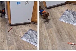 Как увлечь свою неугомонную собаку