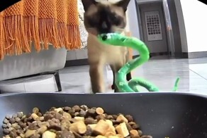Кошка пыталась накормить игрушечную змею