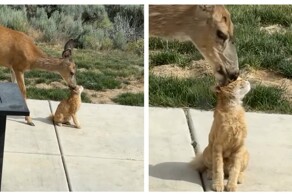 Котов любят даже олени
