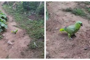 Попугай пародирует курицу