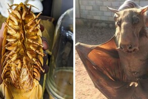 14 + фотографий-доказательств того, что природа до сих пор способна удивить человека