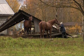 Лошади на самовыпасе терроризируют жителей СНТ под Петербургом
