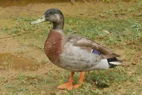 Необычная история Тревора – самого одинокого селезня в мире