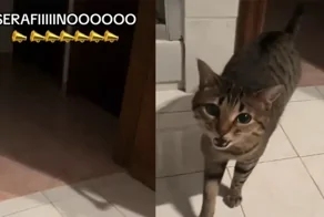 Кот начинает петь, когда его зовут по имени