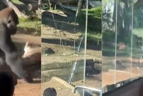 В зоопарке Сан-Диего горилла разбила стеклянное ограждение