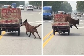 Пёс-акробат: постоянно прыгает из прицепа на дорогу и обратно