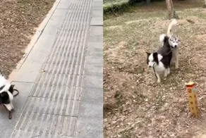 "Не делай так": собака научила "манерам" хозяина во время прогулки