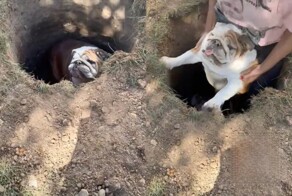 Английский бульдог обожает падать в одну и ту же яму