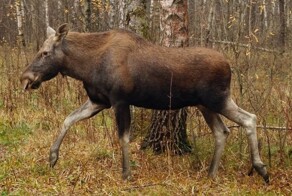 Лось "прокатился" по трассе в ЯНАО
