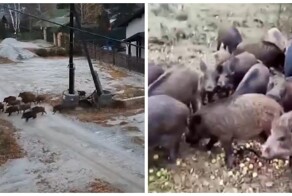 Стадо кабанов разгуливает по поселку в Свердловской области