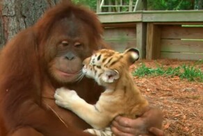 Орангутан нянчится с тигрятами
