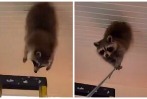 Енот застрял в "потолке"