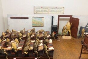 Самый странный музей Европы, где представлены диорамы с чучелами лягушек