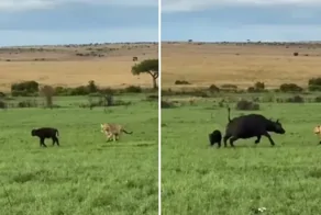 Буйвол вступил в бой против целого прайда львов и победил