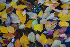 Осенние краски Японского сада в парке "Краснодар"