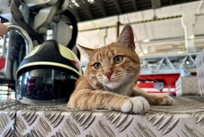 Истории судьбоносных знакомств четвероногих скитальцев со&nbsp;своими людьми