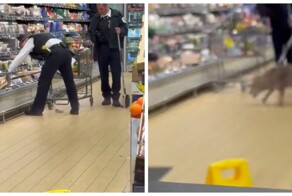 Койот спрятался в продуктовом отделе магазина
